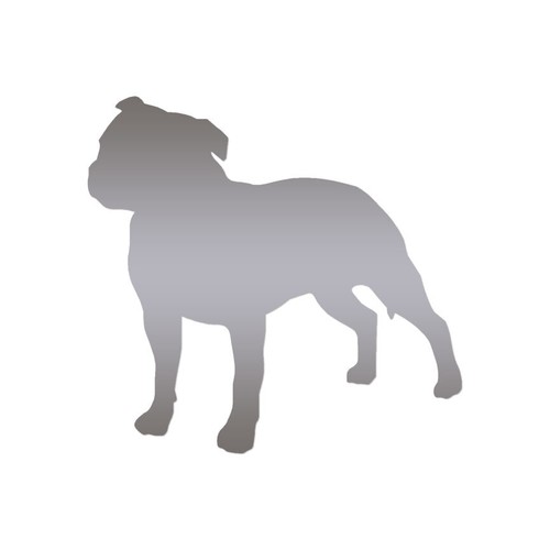Staffordshire bull terrier - bull,
