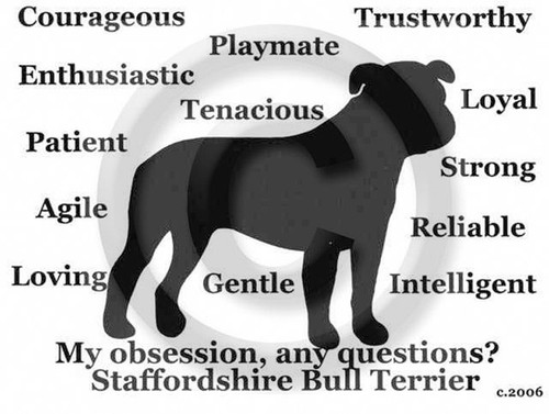 Staffordshire bull terrier dog - staffordshire,