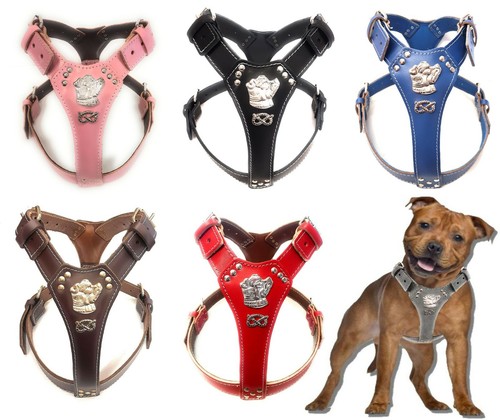 Staffy leather harness - staffy,
