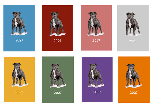 Staffordshire bull terrier - bull,