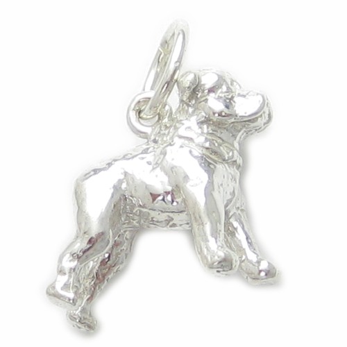 Staffordshire bull terrier dog - bull,