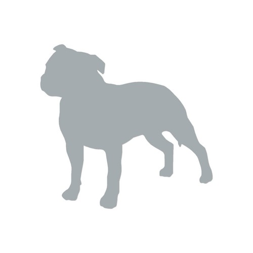 Staffordshire bull terrier - bull,