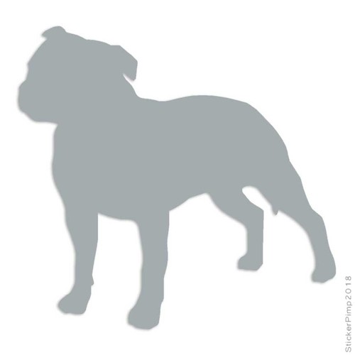 Staffordshire bull terrier - bull,
