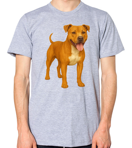 Staffordshire bull terrier - staffordshire,