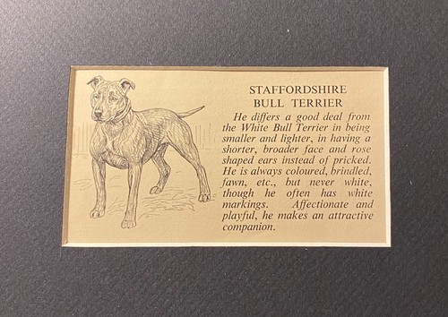 Staffordshire bull terrier - bull,